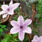 Clematis Bonsai Clematis Plant Bonsai Clematis Florida Thunb Flowers 200 Seeds