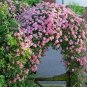 Clematis Bonsai Clematis Plant Bonsai Clematis Florida Thunb Flowers 200 Seeds