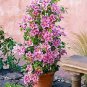 Clematis Bonsai Clematis Plant Bonsai Clematis Florida Thunb Flowers 200 Seeds