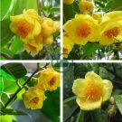 Golden Yellow Rare Camellia Nitidissima Bonsai 100 Seeds