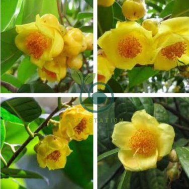 Golden Yellow Rare Camellia Nitidissima Bonsai 100 Seeds