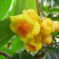 Golden Yellow Rare Camellia Nitidissima Bonsai 100 Seeds