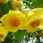 Golden Yellow Rare Camellia Nitidissima Bonsai 100 Seeds