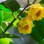 Golden Yellow Rare Camellia Nitidissima Bonsai 100 Seeds