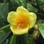 Golden Yellow Rare Camellia Nitidissima Bonsai 100 Seeds
