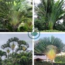 Travelers Palm Flores 200 Seeds
