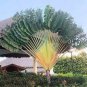 Travelers Palm Flores 200 Seeds