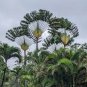 Travelers Palm Flores 200 Seeds