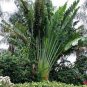 Travelers Palm Flores 200 Seeds