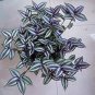 Rare Japanese Zebrina Pendula Schnizl Bonsai 200 Seeds