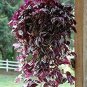 Rare Japanese Zebrina Pendula Schnizl Bonsai 200 Seeds