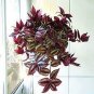 Rare Japanese Zebrina Pendula Schnizl Bonsai 200 Seeds