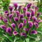 Calla Flower Plants Rare Bonsai Calla Lily Flower Planting 200 Seeds