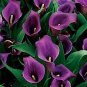 Calla Flower Plants Rare Bonsai Calla Lily Flower Planting 200 Seeds