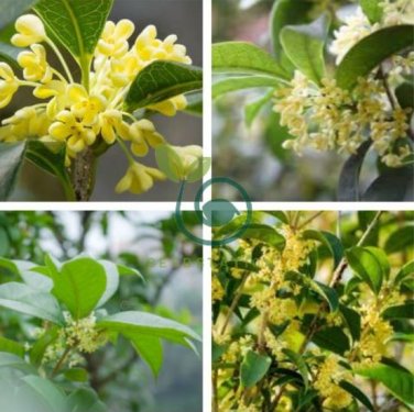 Sweet-scented Osmanthus Flower 20 Seeds