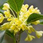 Sweet-scented Osmanthus Flower 20 Seeds