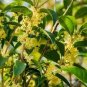 Sweet-scented Osmanthus Flower 20 Seeds