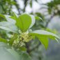 Sweet-scented Osmanthus Flower 20 Seeds