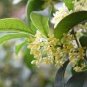 Sweet-scented Osmanthus Flower 20 Seeds