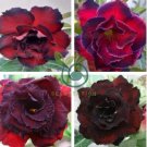 'Immortality' Dark Red Adenium Obesum Desert Rose 4 Seeds