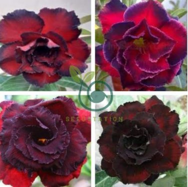 'Immortality' Dark Red Adenium Obesum Desert Rose 4 Seeds