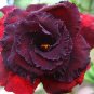 'Immortality' Dark Red Adenium Obesum Desert Rose 4 Seeds