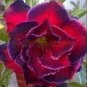 'Immortality' Dark Red Adenium Obesum Desert Rose 4 Seeds