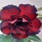 'Immortality' Dark Red Adenium Obesum Desert Rose 4 Seeds