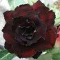 'Immortality' Dark Red Adenium Obesum Desert Rose 4 Seeds