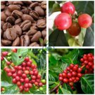 Coffee Bean(Coffea Catura Arabica) 20 Seeds