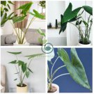 Alocasia Zebrina Elephants Ear  200 Seeds