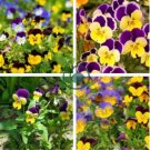 Rare Yellow Purple Pansy Flowers 40 Seeds