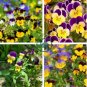 Rare Yellow Purple Pansy Flowers 40 Seeds