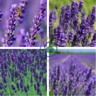 Hidcote Blue Provence Lavender 40 Seeds