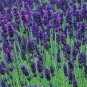 Hidcote Blue Provence Lavender 40 Seeds