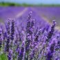 Hidcote Blue Provence Lavender 40 Seeds