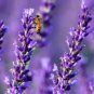 Hidcote Blue Provence Lavender 40 Seeds