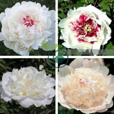 Rare 'Hua Cat' White Peony with Red Heart Flower 10 Seeds