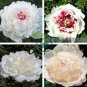 Rare 'Hua Cat' White Peony with Red Heart Flower 10 Seeds