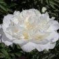 Rare 'Hua Cat' White Peony with Red Heart Flower 10 Seeds