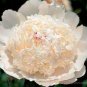 Rare 'Hua Cat' White Peony with Red Heart Flower 10 Seeds