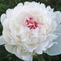 Rare 'Hua Cat' White Peony with Red Heart Flower 10 Seeds