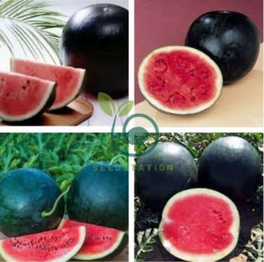 Heirloom 'Lifeng' Black Skin Red Watermelon 140 Seeds