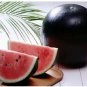 Heirloom 'Lifeng' Black Skin Red Watermelon 140 Seeds