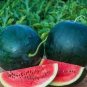 Heirloom 'Lifeng' Black Skin Red Watermelon 140 Seeds