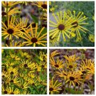 Heirloom 'Paradoxa' Yellow Spider Echinacea 200 Seeds