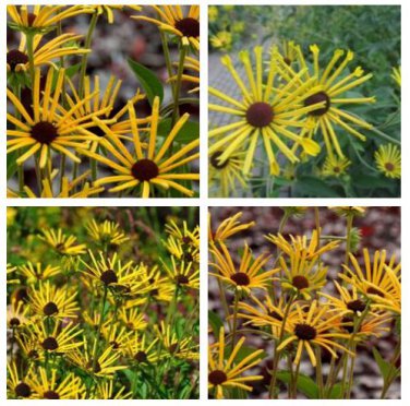 Heirloom 'Paradoxa' Yellow Spider Echinacea 200 Seeds