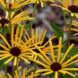 Heirloom 'Paradoxa' Yellow Spider Echinacea 200 Seeds