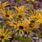 Heirloom 'Paradoxa' Yellow Spider Echinacea 200 Seeds