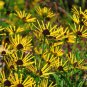 Heirloom 'Paradoxa' Yellow Spider Echinacea 200 Seeds